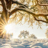 Xxl Wandbild Verzauberte Winterlandschaft Quadrat Zoom