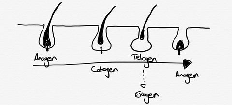 Hair Growth Phases