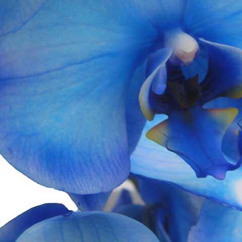 blue-orchid-zoom-artlia-online-art-galeria