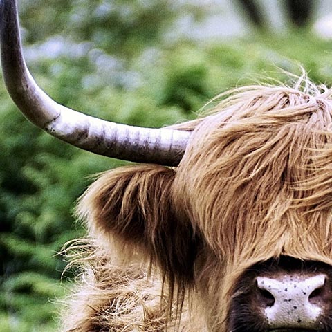 highland-cattle-wandposter-artlia-1