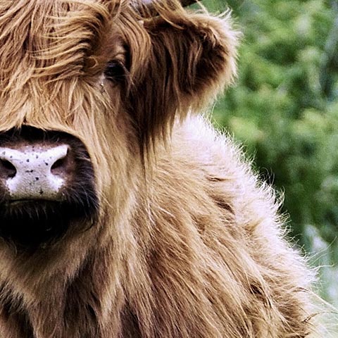 highland-cattle-wandposter-artlia-2