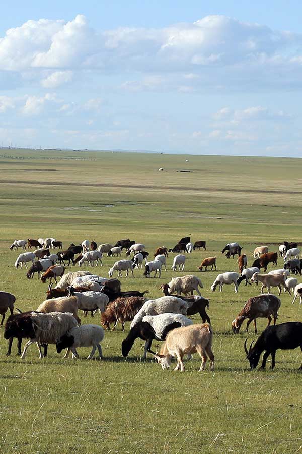 leinwand-herd-of-sheep-graze-in-mongolian-steppe-artlia