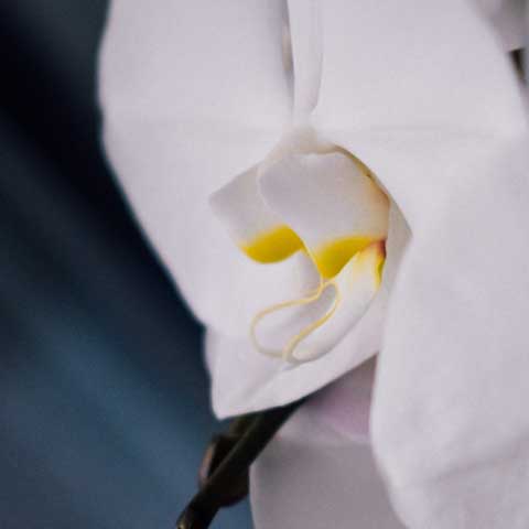 orchid-02-zoom-artlia-online-art-galeria