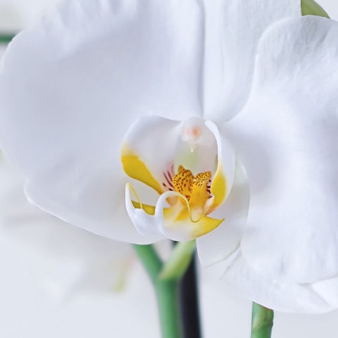 orchid-03-zoom-artlia-online-art-galeria