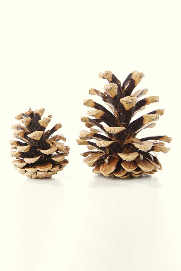 pine-cone-artlia-600x900