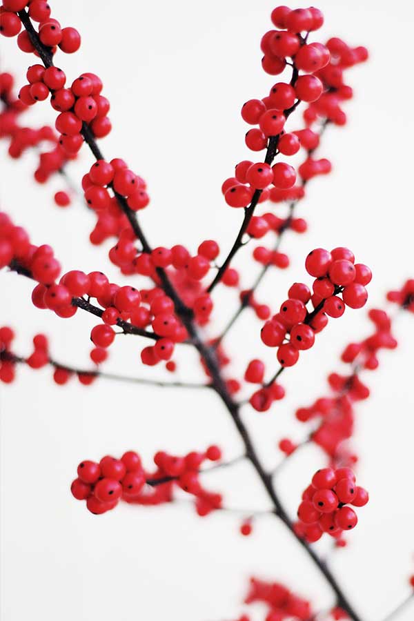 red-berries-artlia-600x600