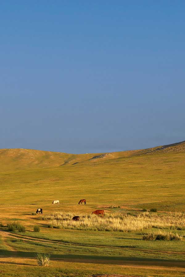 steppe-on-a-calm-morning-mongolia-artlia