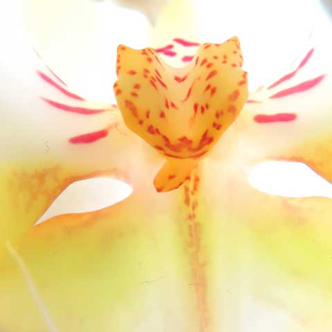 yellow-orchid-zoom-artlia-online-art-galeria