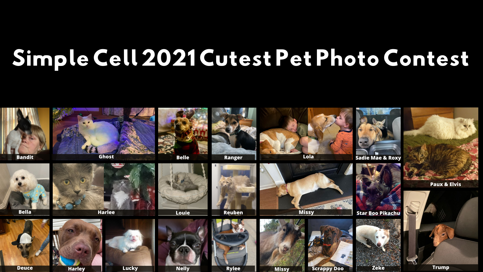 Simple Cell 2021 Cutest Pet Photo Contest