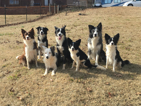 Ginsey's Border Collies