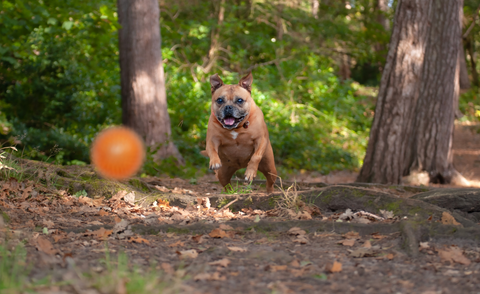 Honey chasing a ball