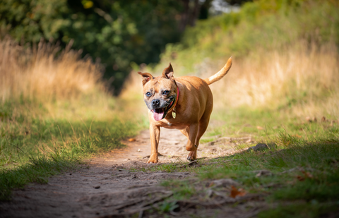 Honey running through the woods