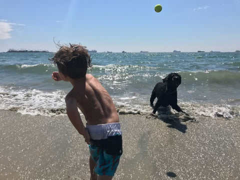 Gizmo trying to catch the ball at the beach