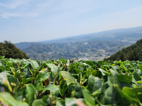 Trimmed Spring Tea Leaves