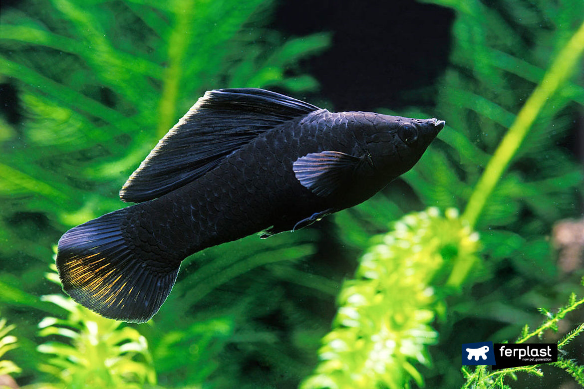 nitrógeno Ordinario Increíble Black Molly- la belleza negra en tu acuario - CO2Art.eu