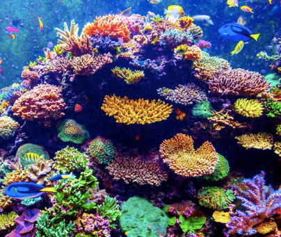 Top 5 koraller, der sættes i dit akvarium - CO2Art.eu
