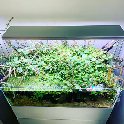 Comment faire pousser des plantes de tapis dans un aquarium - CO2Art.eu