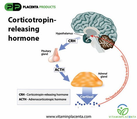 corticotropin releasing hormone