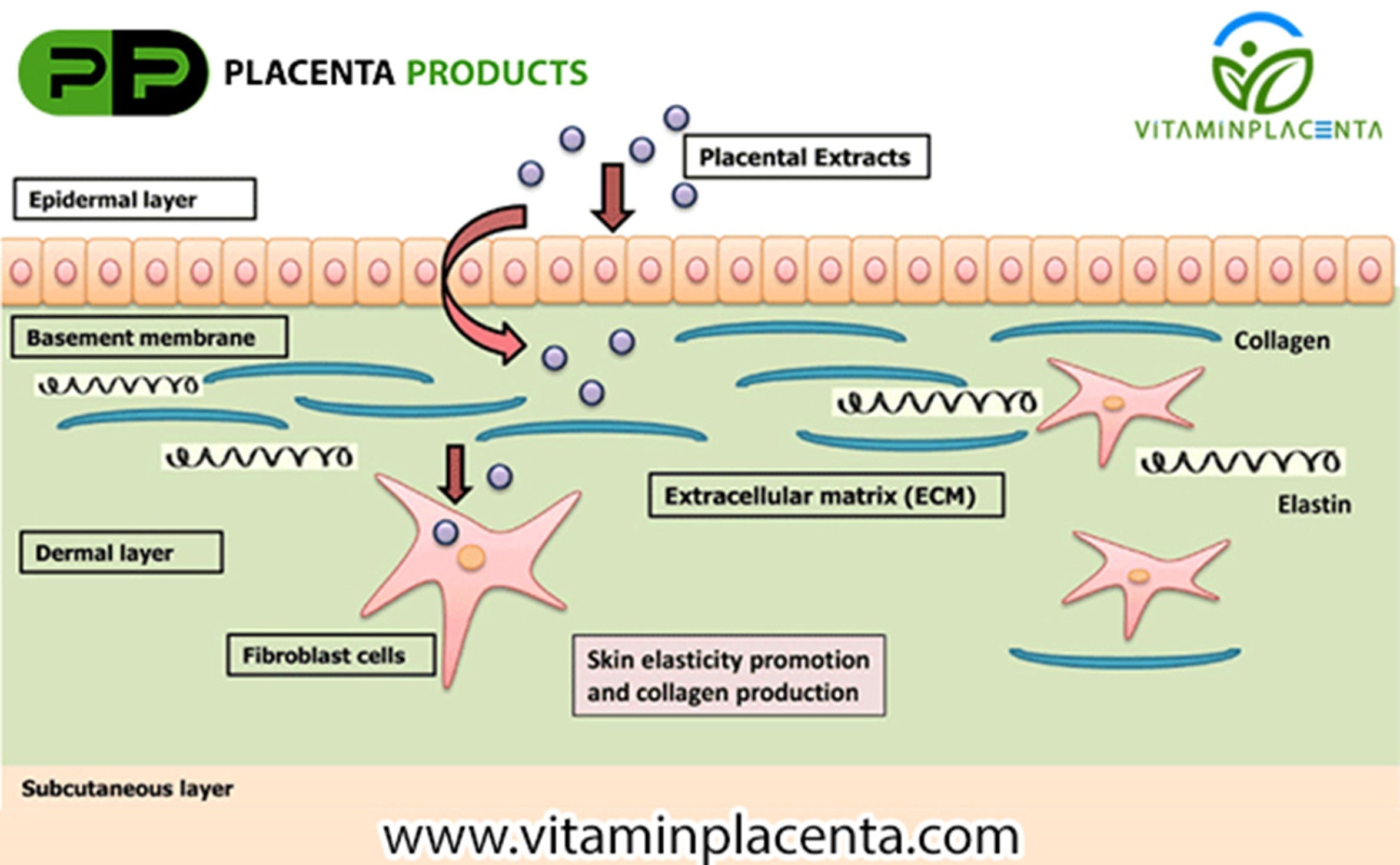 Placenta Benefits for Skin