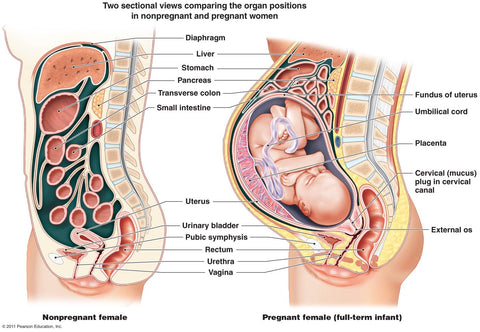 guidelines for strength training a pregnant client