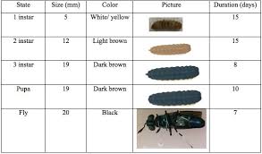 life cycle of a fly time