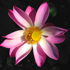 Lotus flower, Bali 