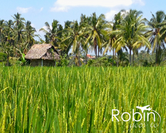 Rice fields,Ubud, Bali 