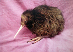 Kiwi bird, New Zealand
