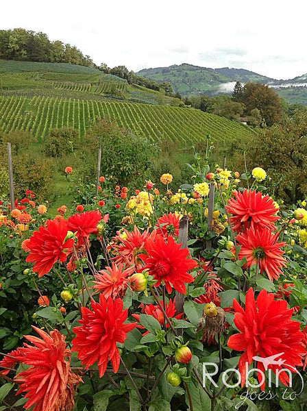 Vineyards, Spiez, Switzerland