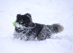 spaniel in the snow