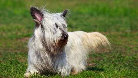 Skye Terrier