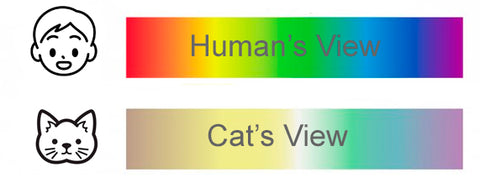 cat colour vision