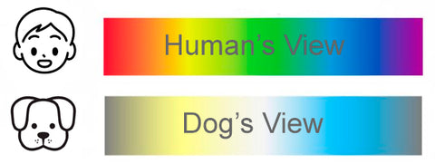 dog colour vision