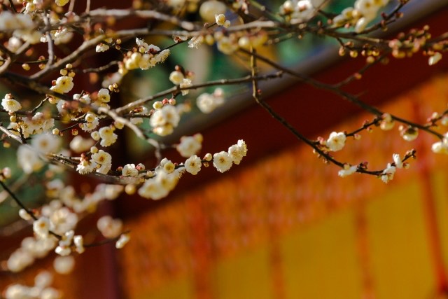 東風 吹か ば 匂 ひ おこせよ 梅 の 花 あるじ なし と て 春 を 忘 る な 意味