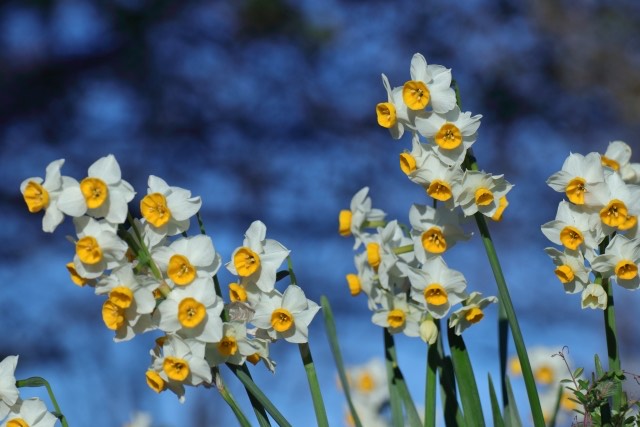 ば 東風 なし と 匂 意味 る 梅 忘 花 あるじ を 吹か な の おこせよ 春 て ひ