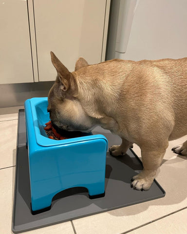 I Reviewed 9 Dog Bowls To Find The Best for French Bulldogs • Where's The  Frenchie?