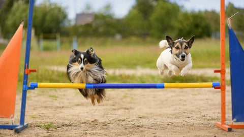 2 dogs on an obstacle course
