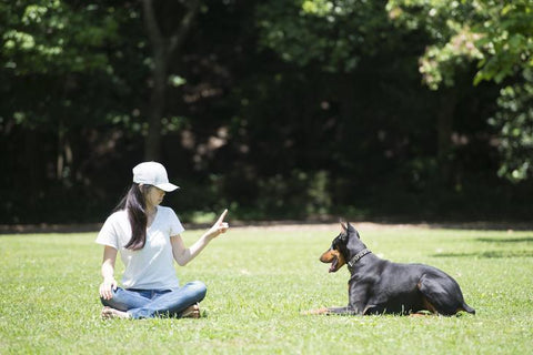 Dog in obedience training