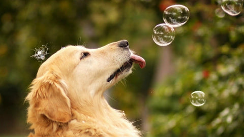 Dog playing with bubbles