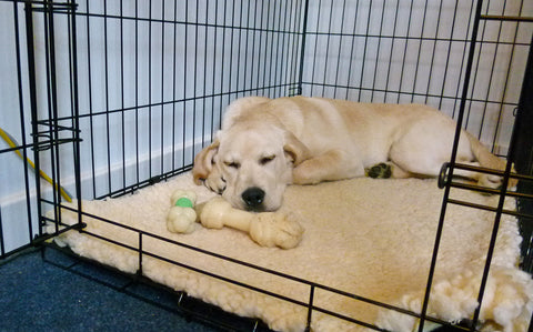 Crate Training Dog