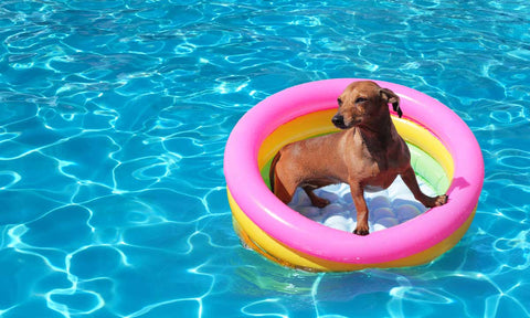 Dog in paddling pool