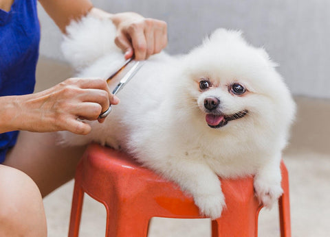 dog grooming at home