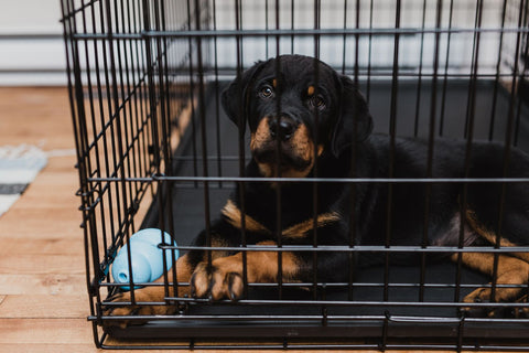 Dog in crate