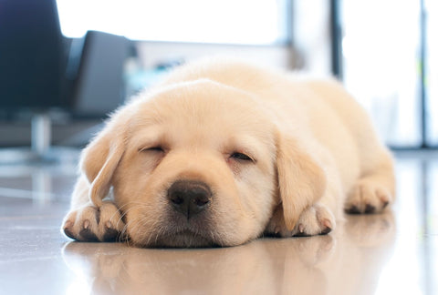 Tips to help your Puppy to Sleep the Night