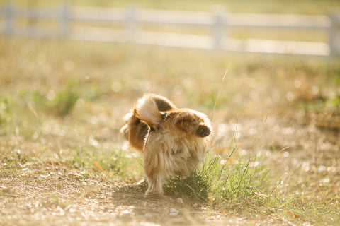 Dog having a pee in the grass