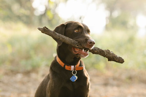 labrador dog