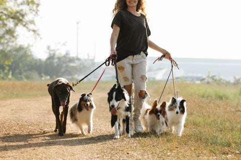 Dogs walking on a leash