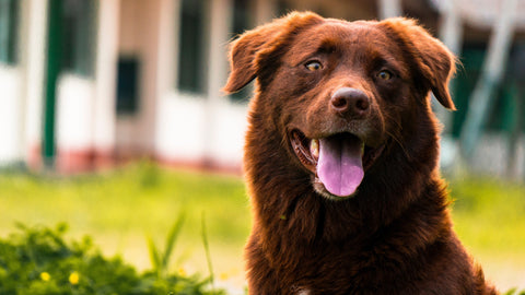 Border collie dog smiling at camera