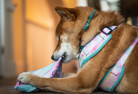 Dog chewing a toy