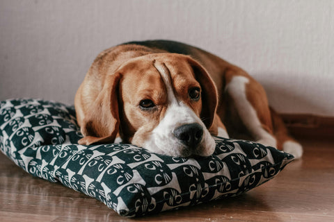 Beagle dog lying down